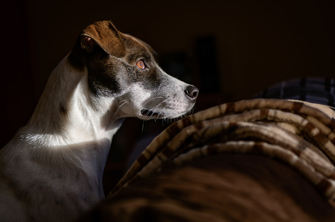 Dog Dental Care When Brushing Is a Struggle: A Practical Home Routine