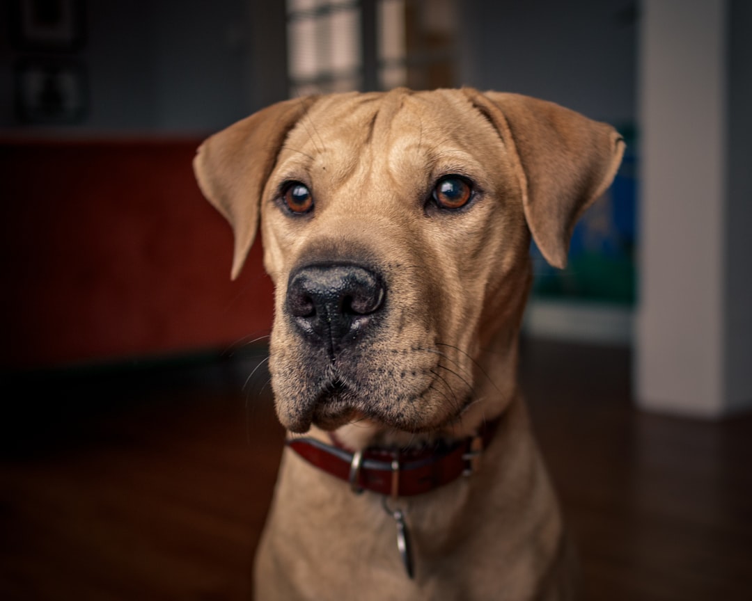 Before You Adopt a Rescue Dog: An Evidence-Aware Guide to Preparation, Adjustment, and Everyday Care