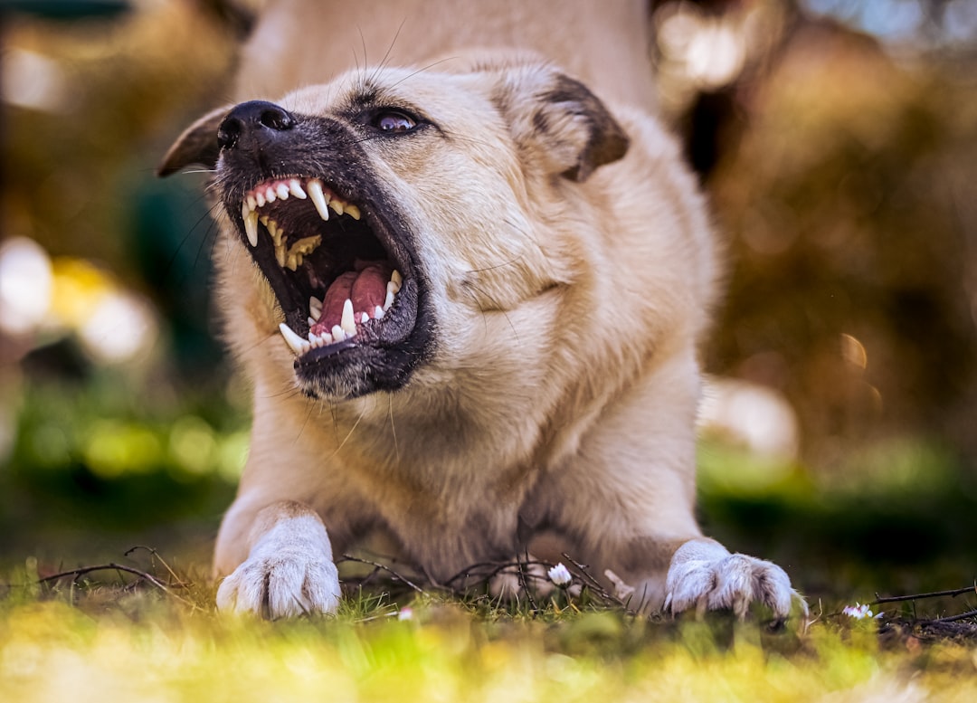 When Your Dog Overreacts: A Practical Guide to Triggers, Thresholds, and Safer Walks