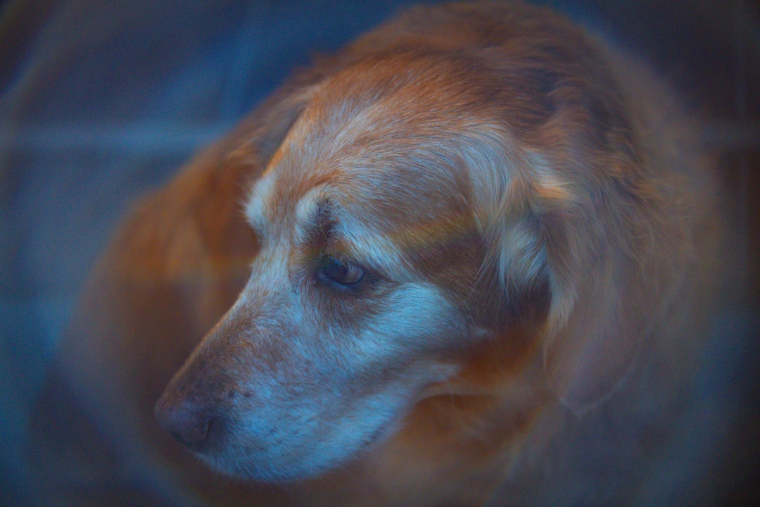 How Much Exercise Does Your Dog Really Need by Breed? Common Mistakes and Better Daily Plans