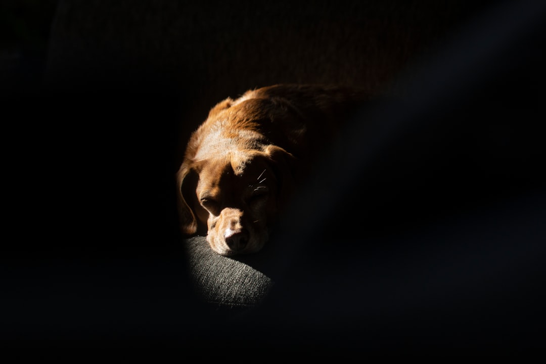 Signs Your Dog May Be Hiding Pain: A Daily Routine for Noticing Small Changes