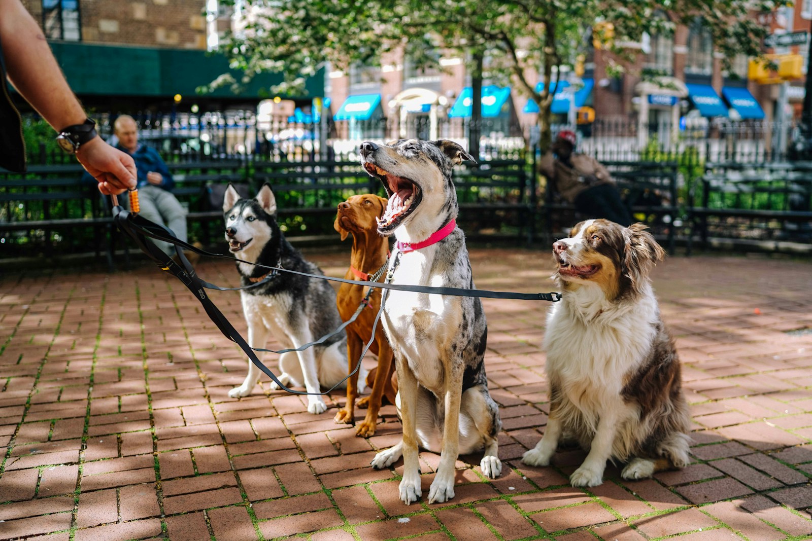 Dog vitamins guide for pet parents choosing safe supplements for puppies, adults, and senior dogs