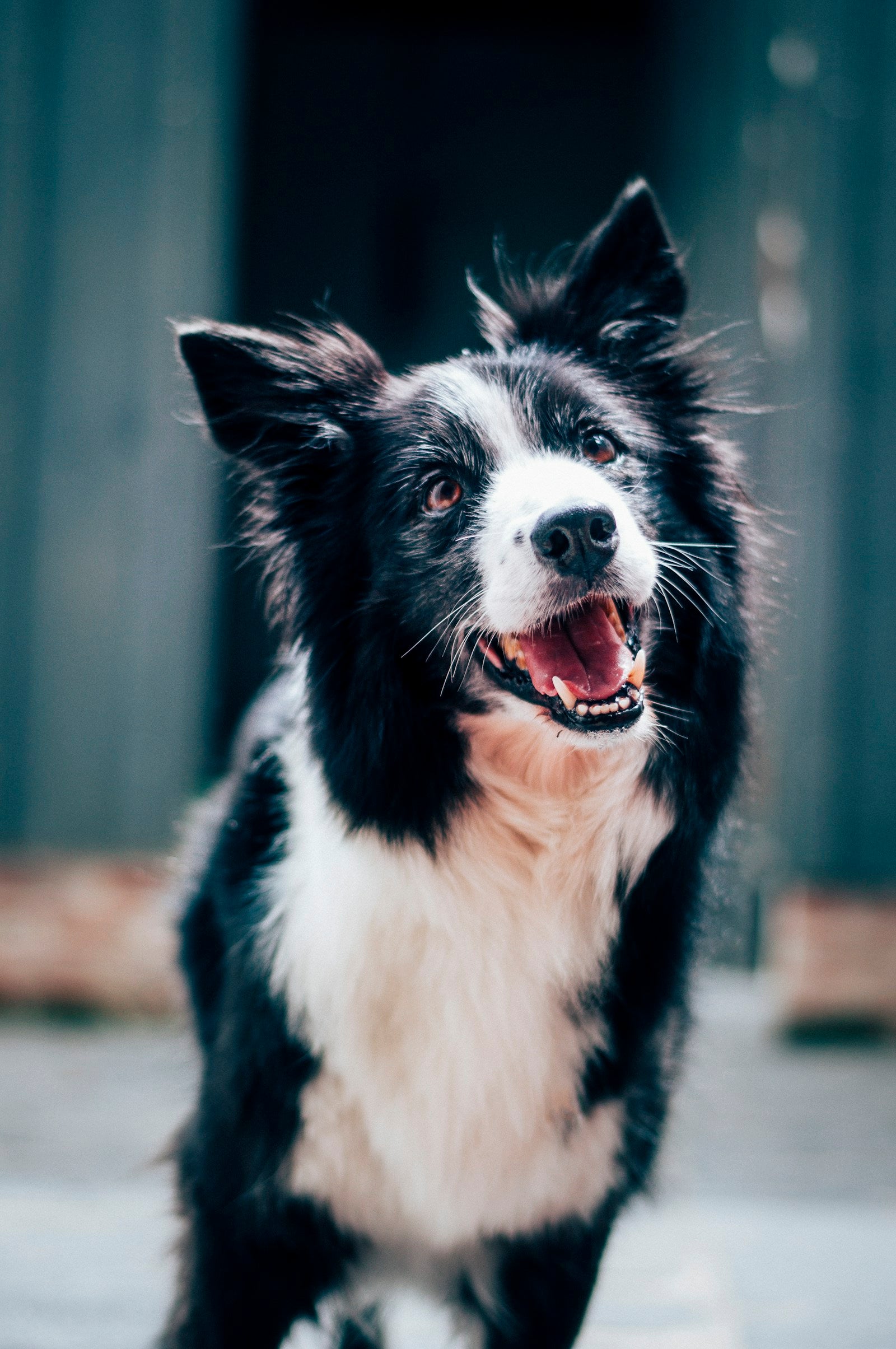 Dog owner gently brushing a healthy medium-length coat during an at-home grooming routine