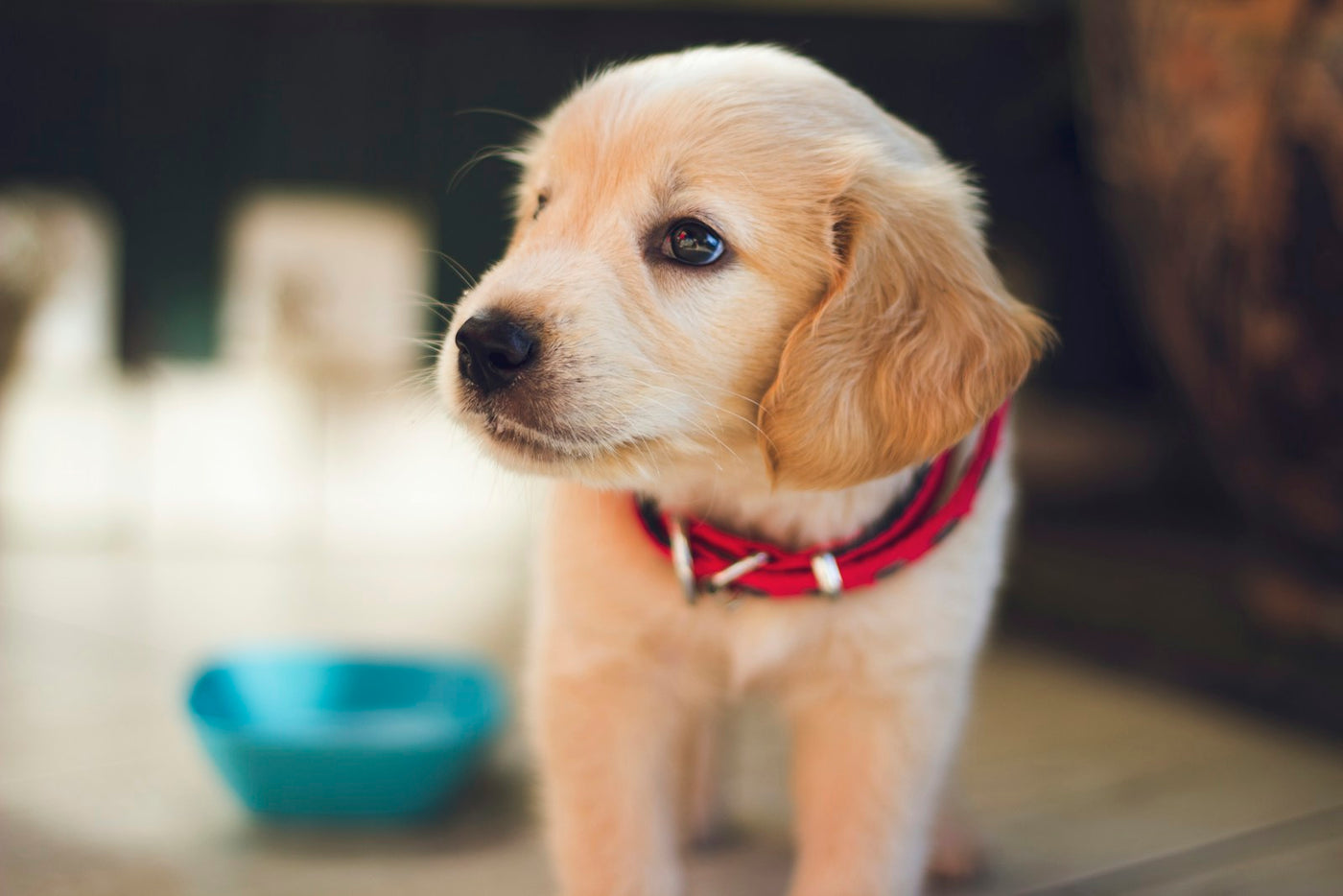 Puppy socialization outdoors with a calm dog meeting new sights and sounds on a walk
