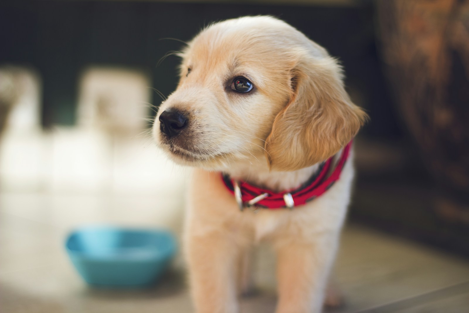 Puppy socialization outdoors with a calm dog meeting new sights and sounds on a walk