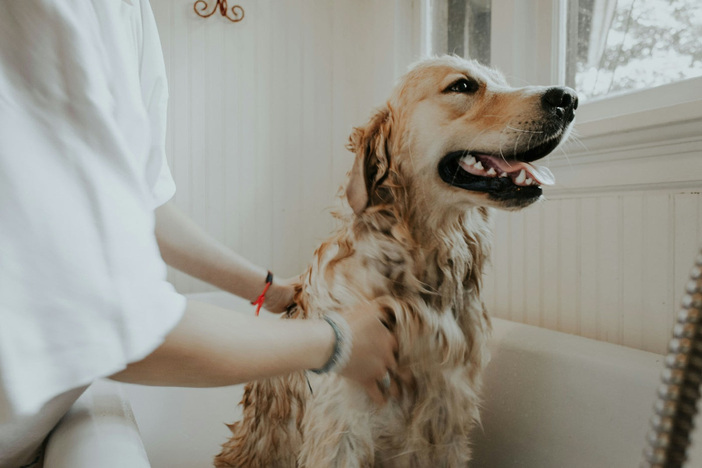 Dog owner reviewing foods to avoid for dogs on a kitchen counter with fruit and snacks