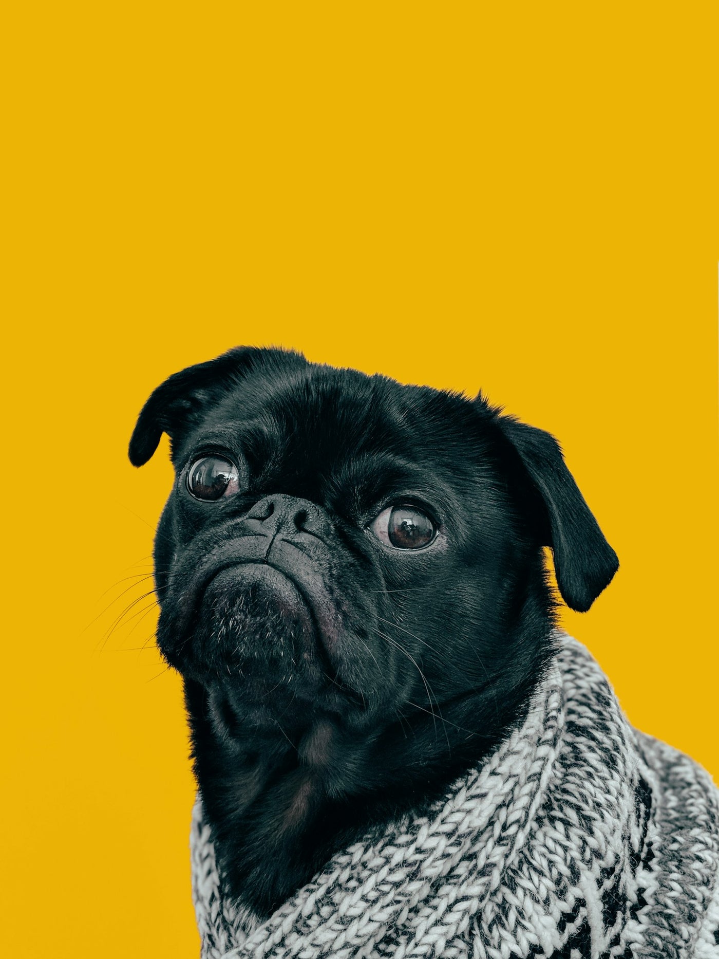 Dog owner reading a dog food label to understand protein for dogs