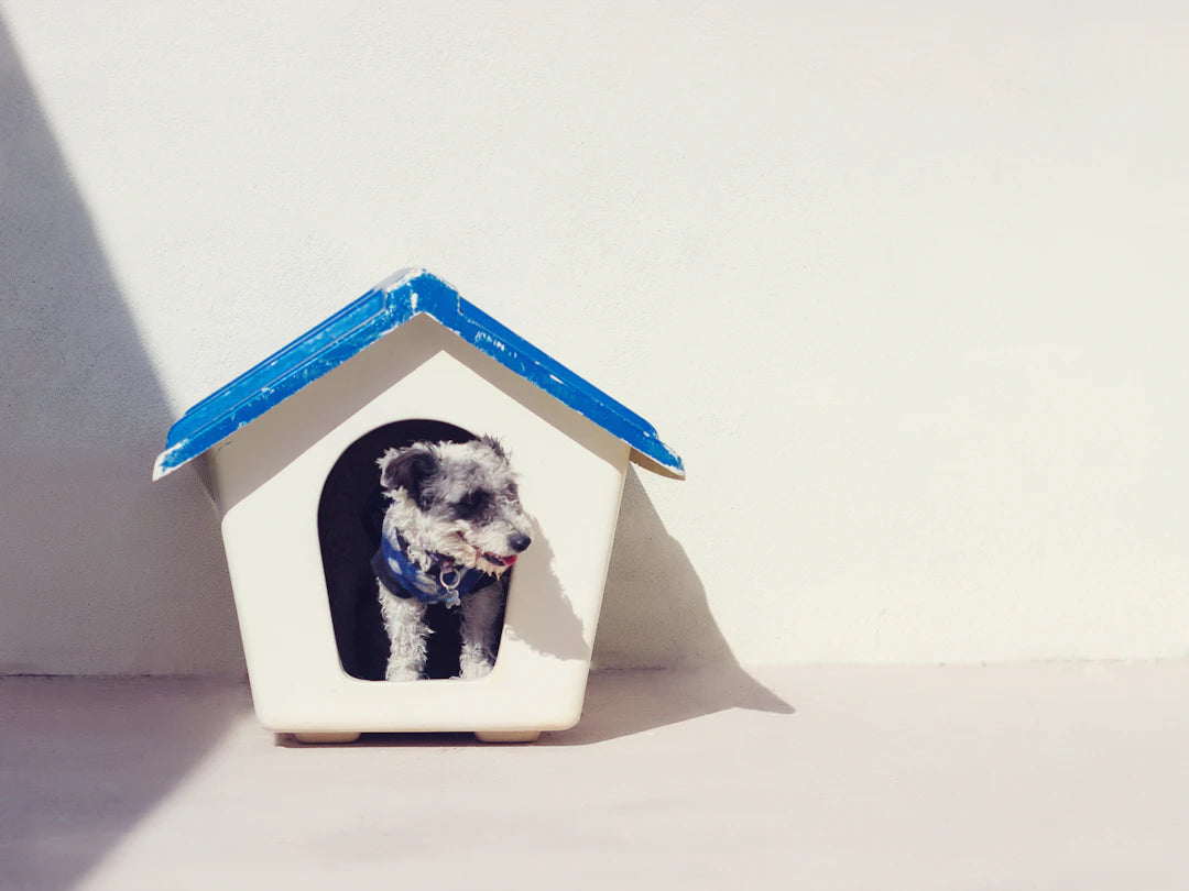 Creating a Bark-Friendly Home Dog-Proofing Tips