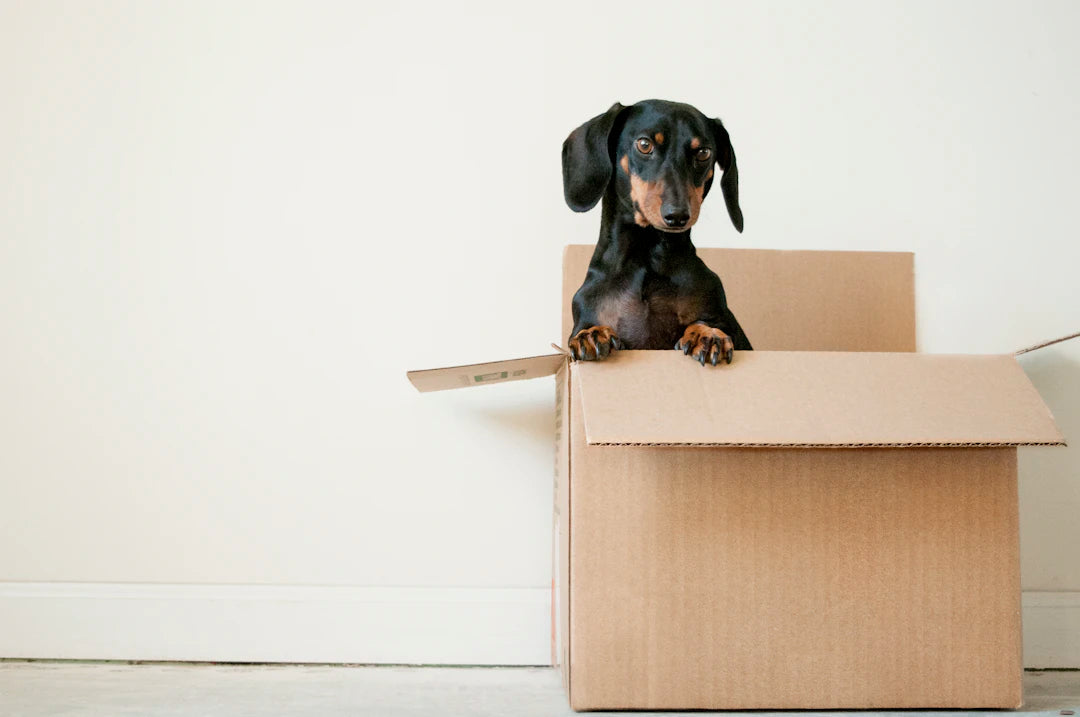 Mastering the Move Get Your Dog Ready for New Beginnings
