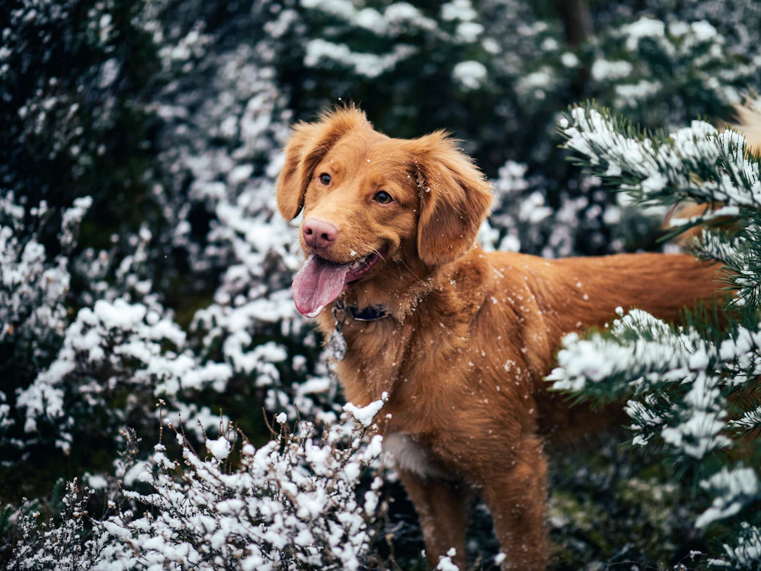 How Weather Impacts Your Dog’s Health and Behavior
