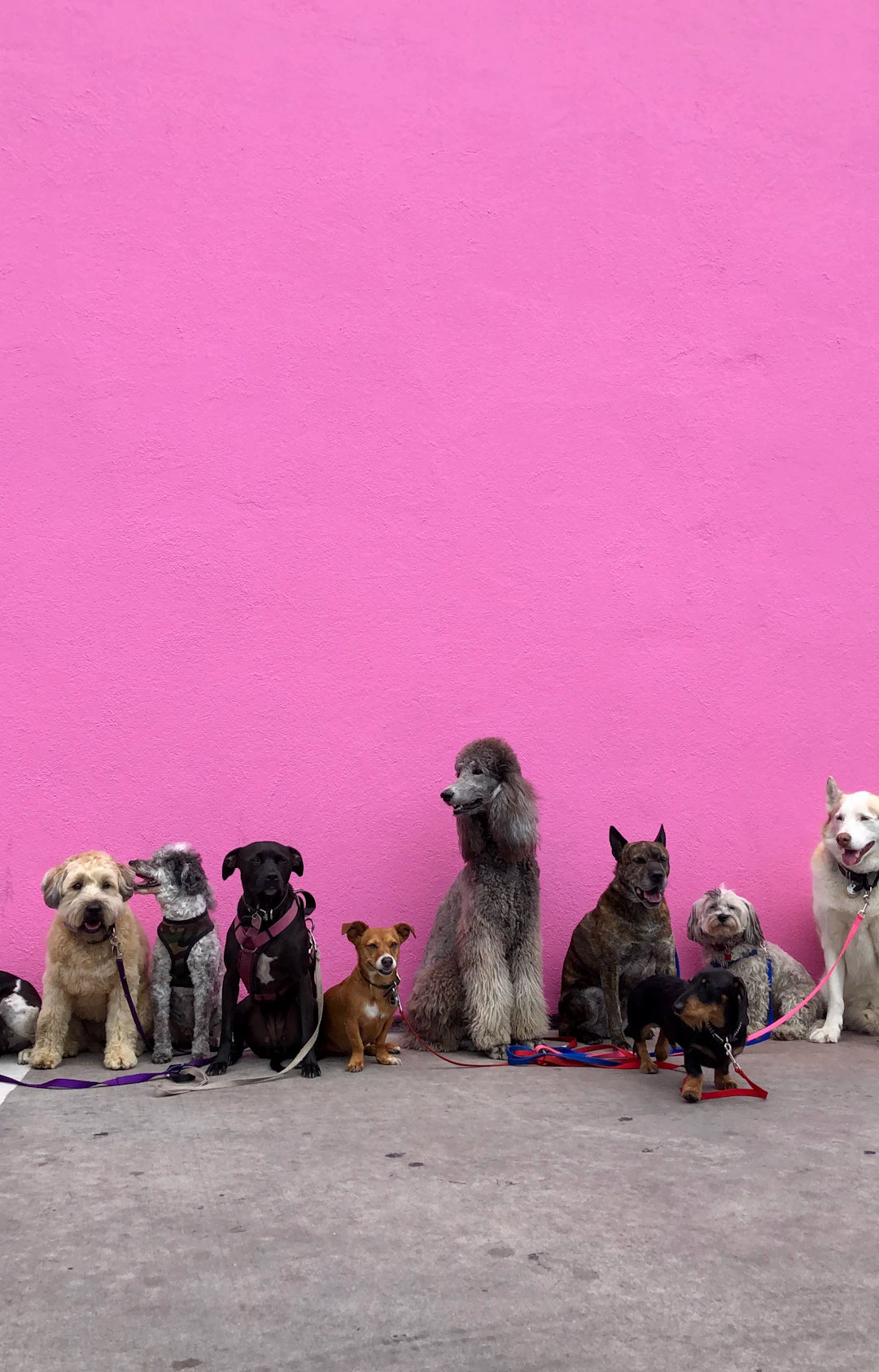 The Fascinating Journey of Dogs From Wild Wolves to Best Friends