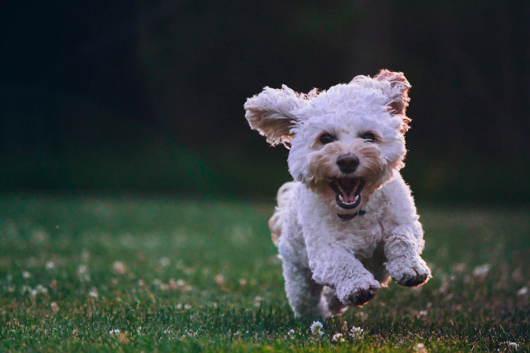Top Dog Care Tips for New Pet Owners