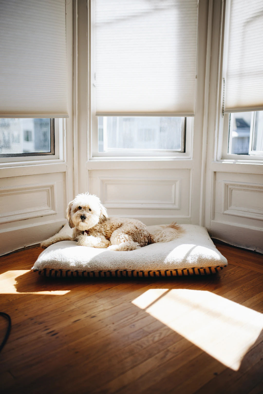 Creating the Coziest Sleeping Spot for Your Dog