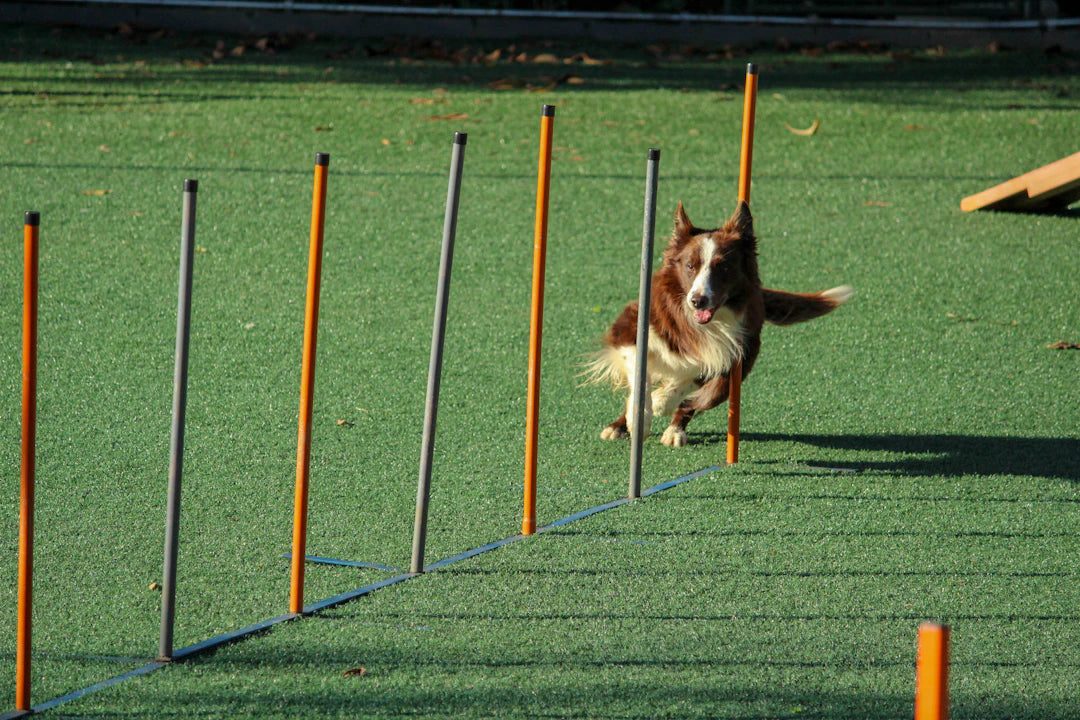 Mastering Dog Training Essential Commands Every Pup Needs