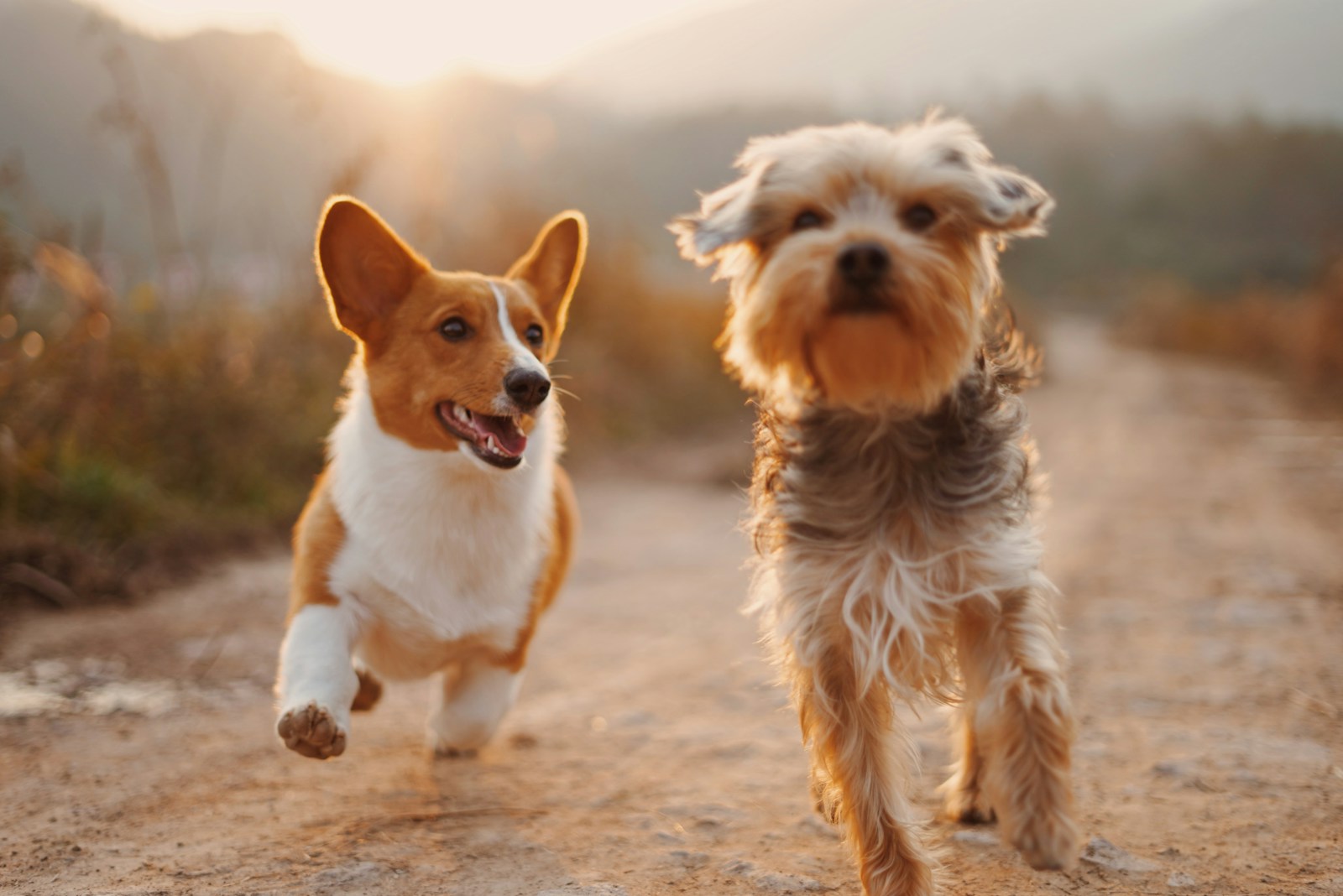 Dog vitamins and supplements arranged beside a healthy dog food bowl for pet wellness guidance