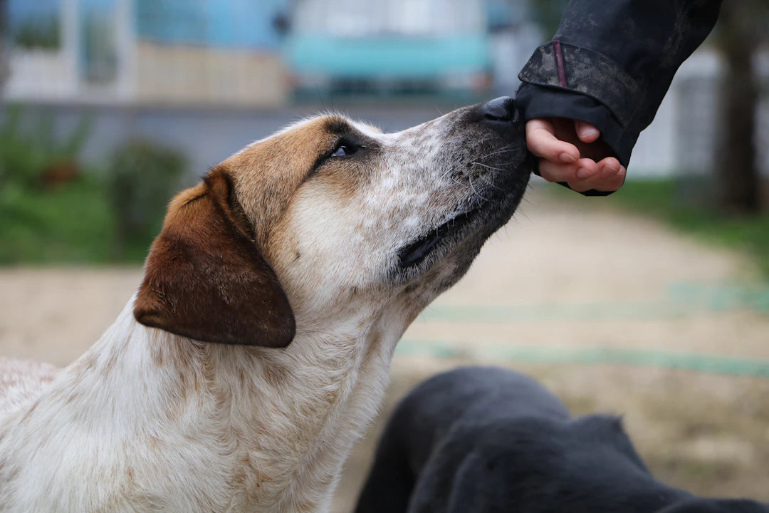 Understanding Dog Behavior A Guide for New Owners