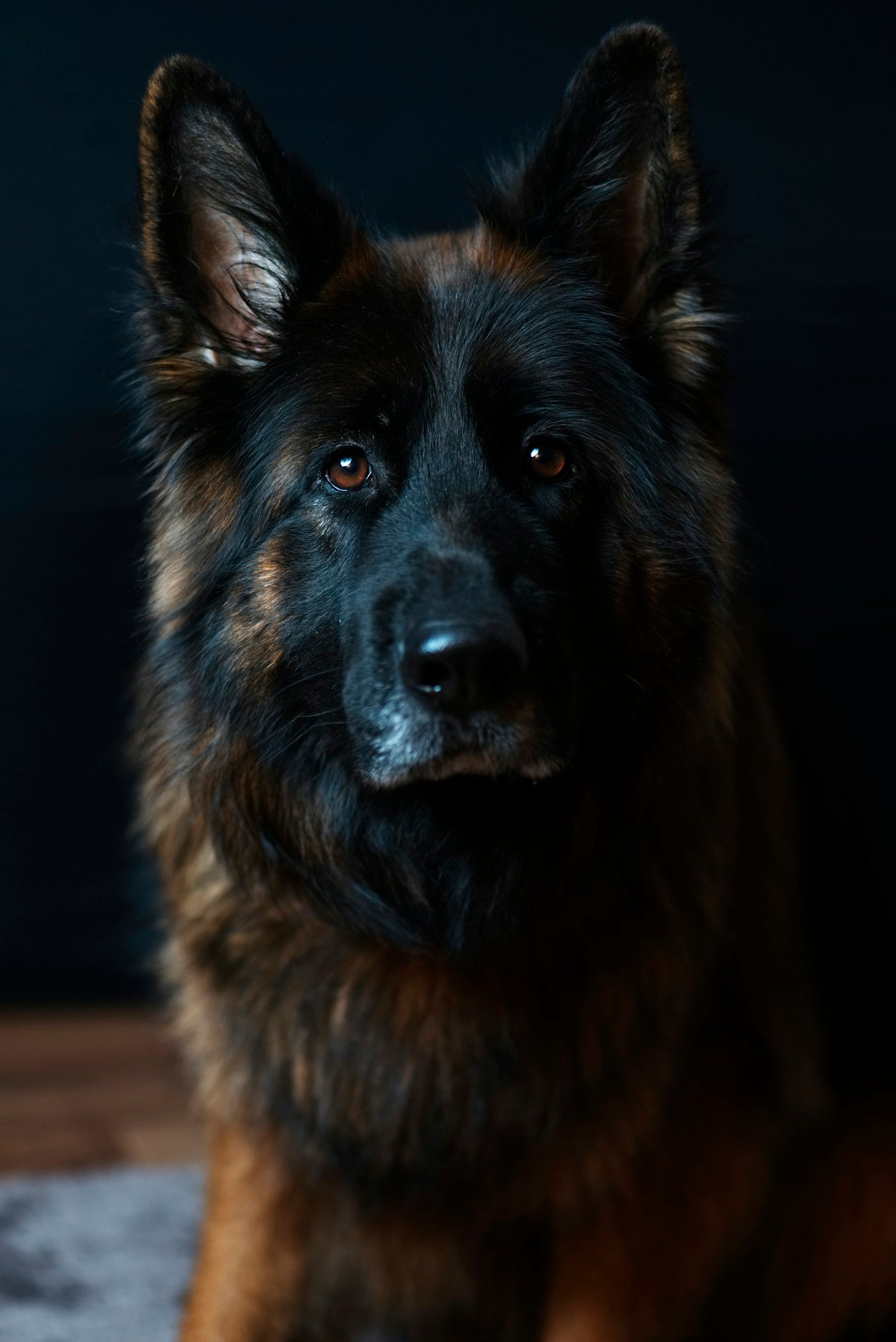 Dog immune support essentials including balanced food, water, rest, and wellness care for dogs