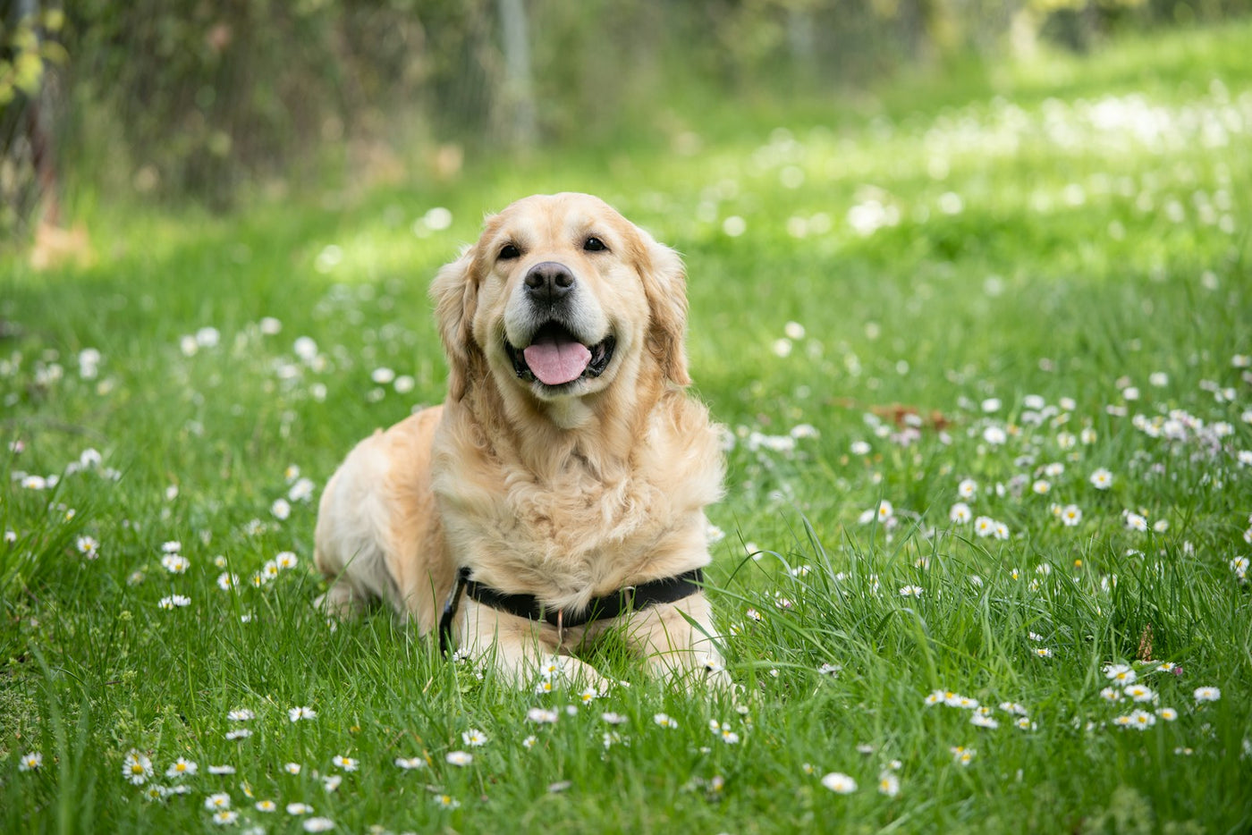 Dog ear infections guide with a dog owner gently checking a dog's ear for redness and odor