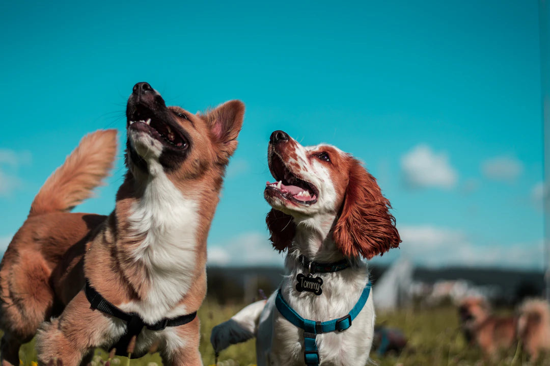 Introducing Your Dog to New Pets A Smooth Transition