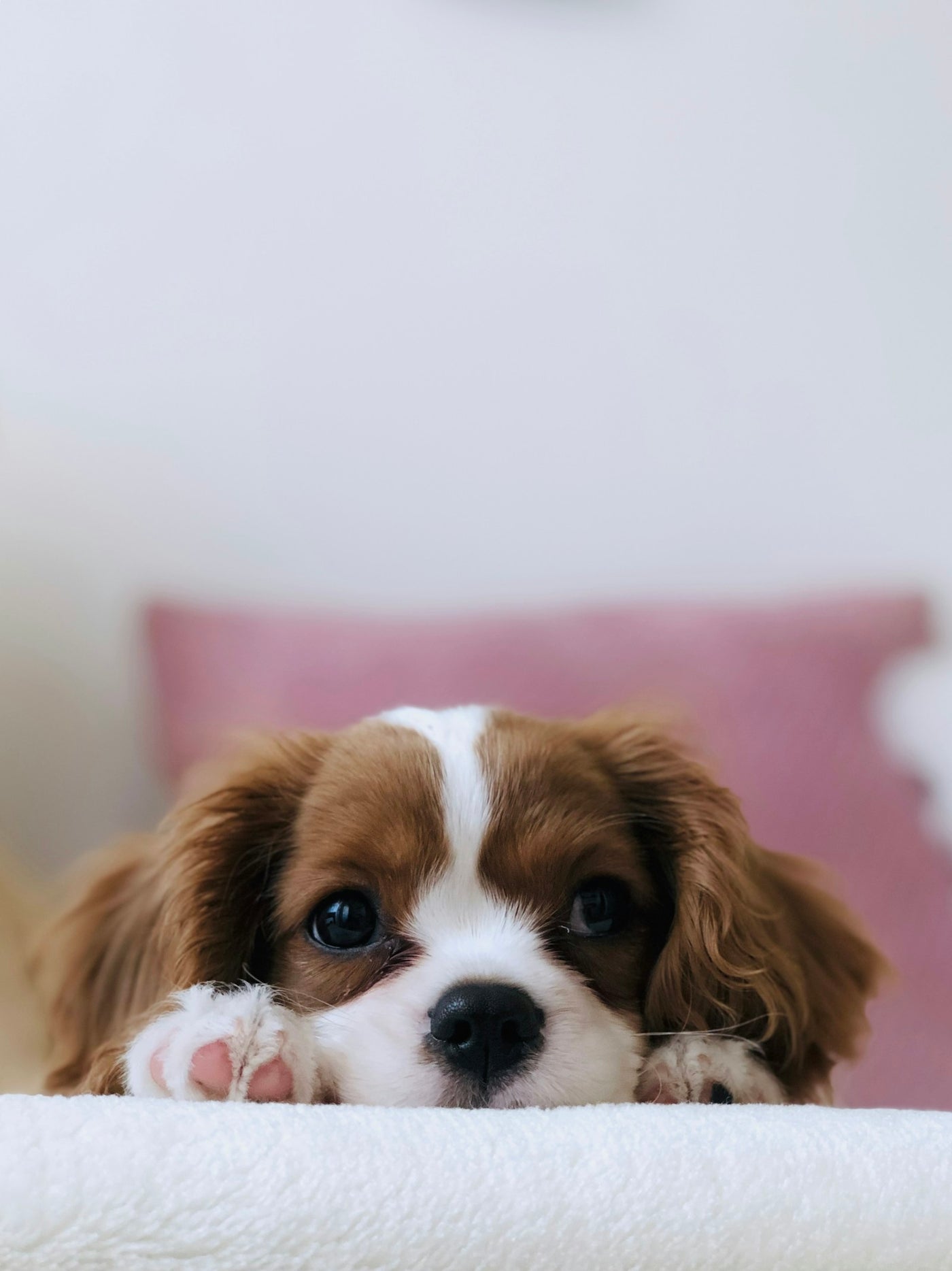 Dog protein guide showing how much protein dogs need and how to read a dog food label
