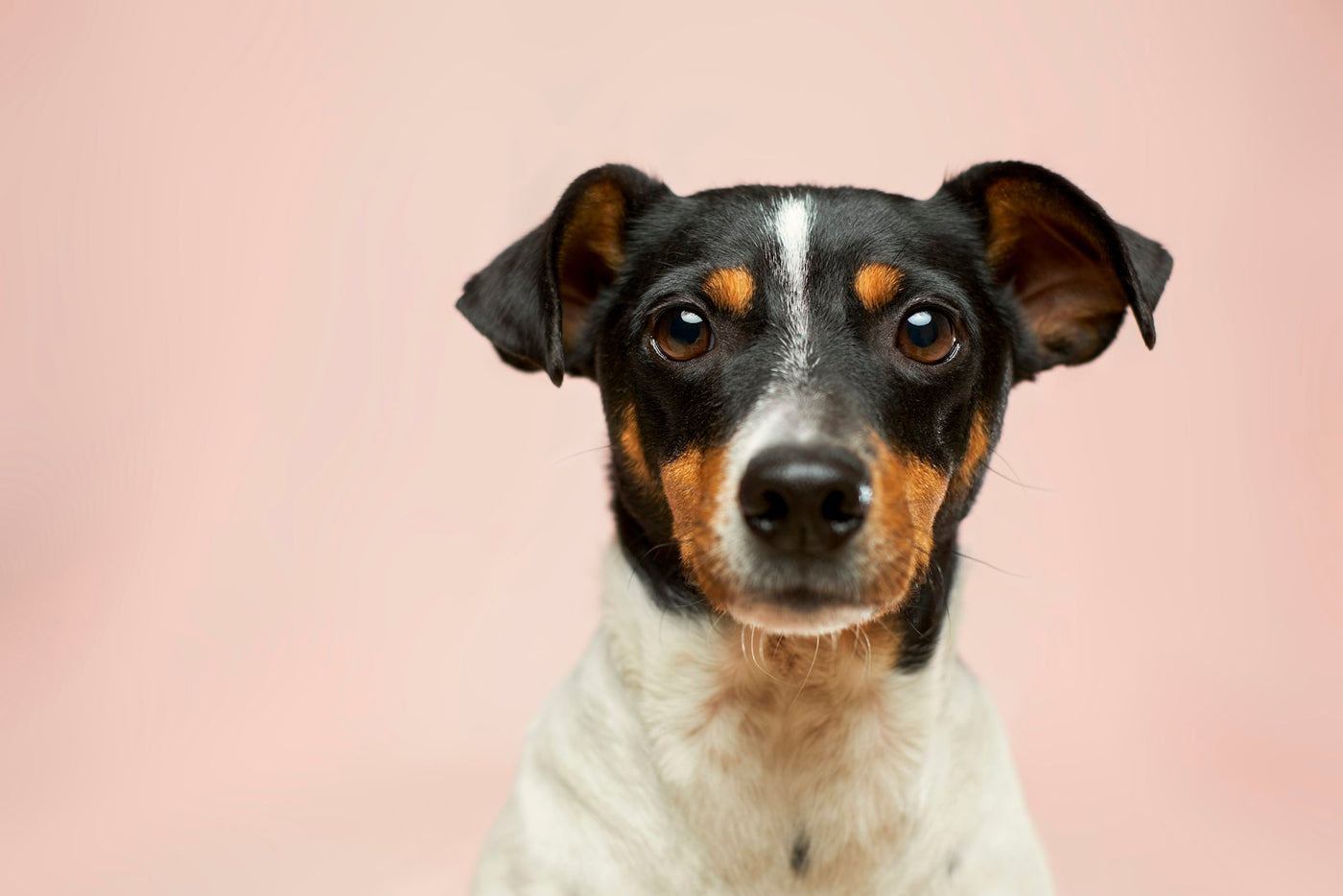 Dog owner gently brushing a healthy-looking dog coat at home