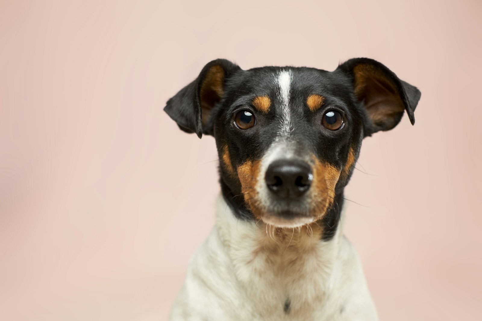 Dog owner gently brushing a healthy-looking dog coat at home
