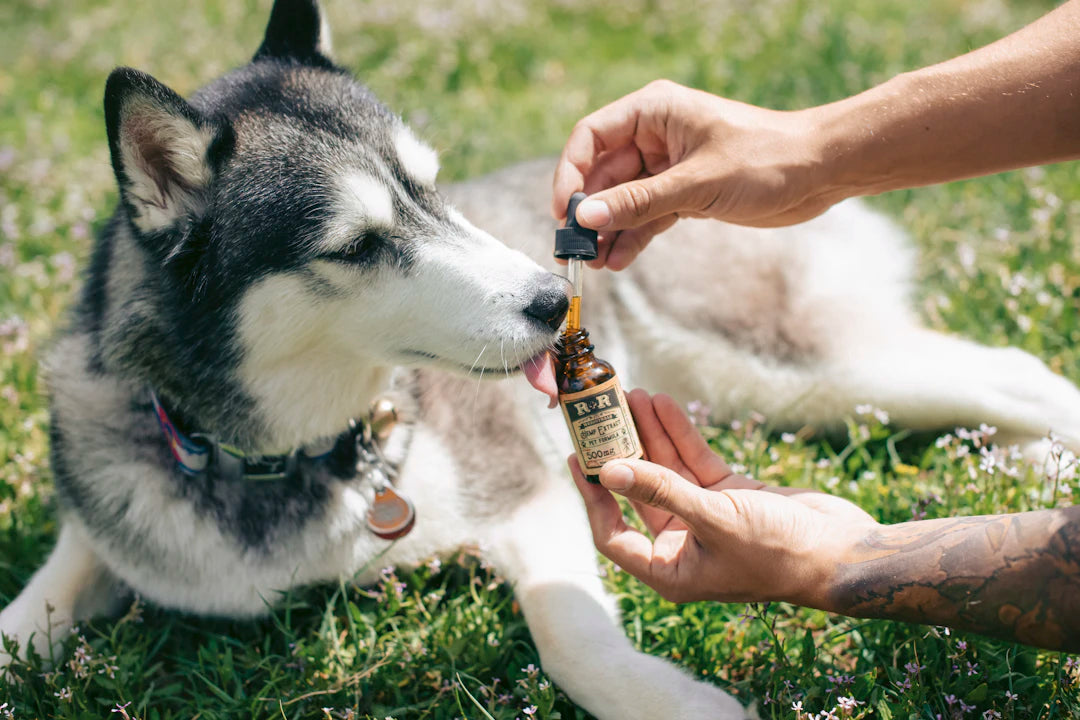 Common Dog Health Issues and Prevention Tips