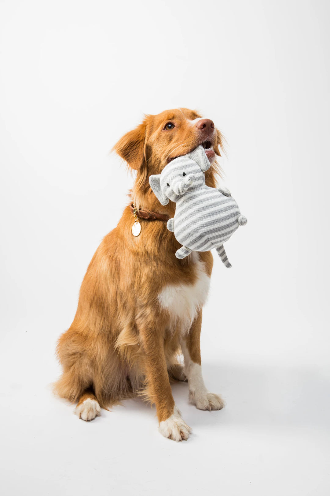 Mastering Separation Anxiety in Dogs Effective Strategies