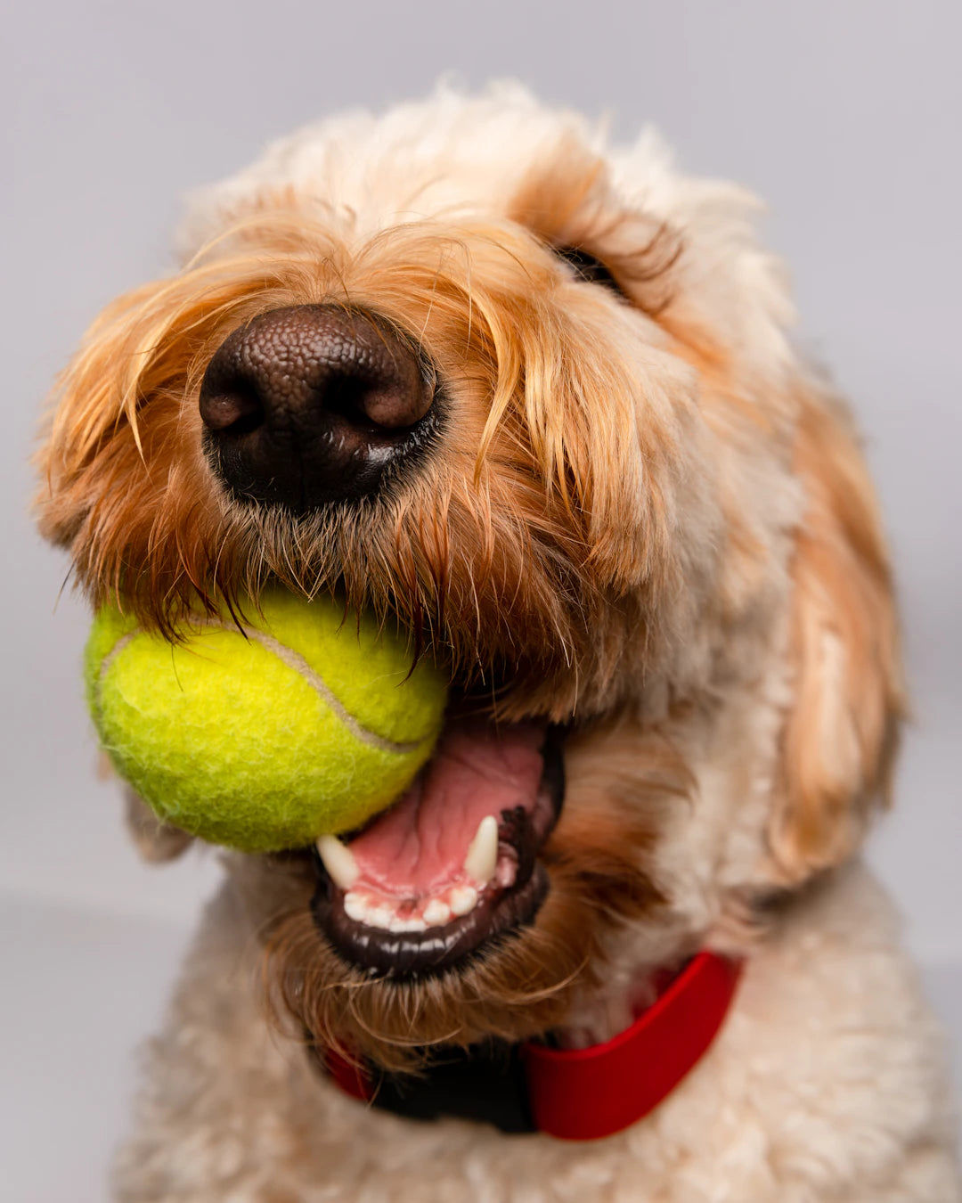 Engaging Activities to Stimulate Your Dog’s Mind