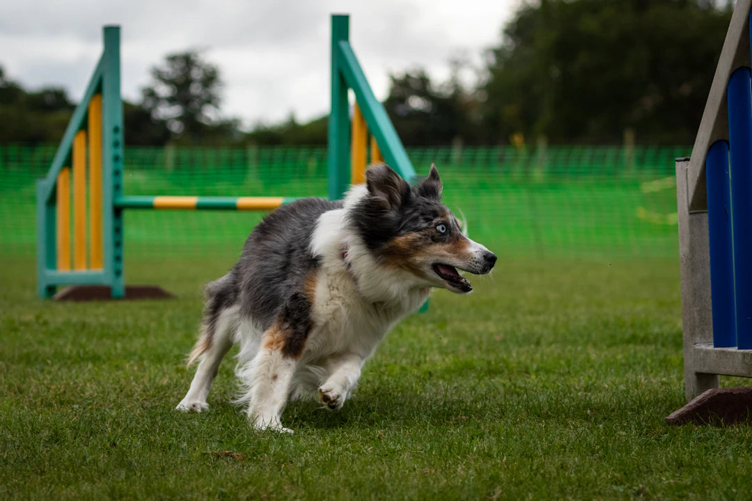 The Vital Role of Exercise in Your Dog's Life