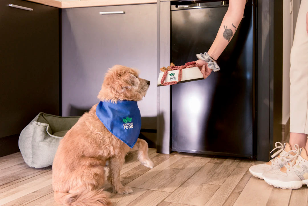 Homemade Dog Treats Easy Recipes You Can Try