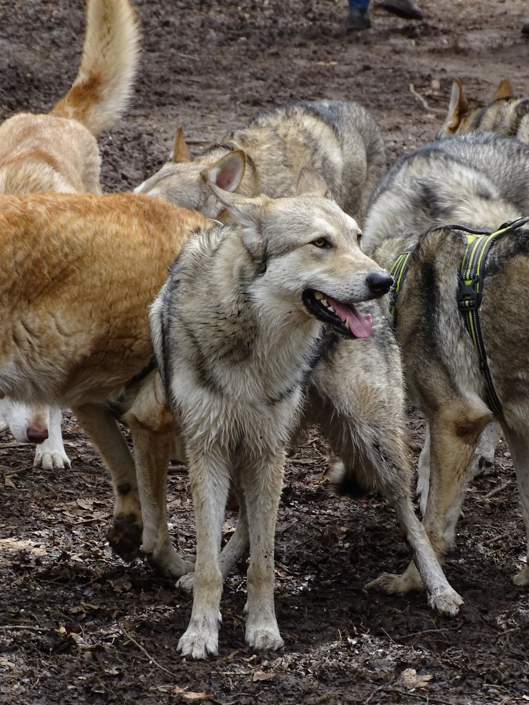 The Fascinating Social Life of Dogs Understanding Their Pack Behavior