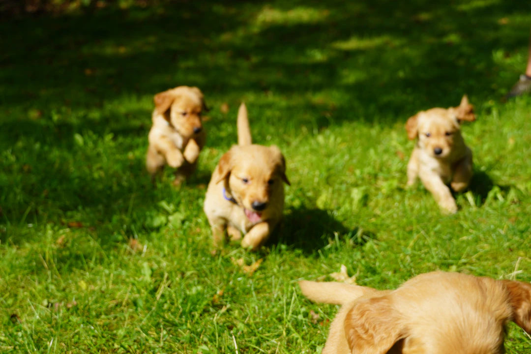 The Essential Role of Puppy Socialization for a Healthier Life