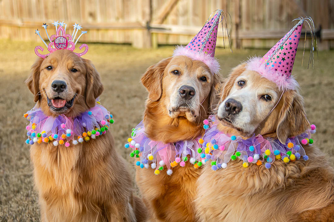 Creative Ways to Celebrate Your Dog's Birthday