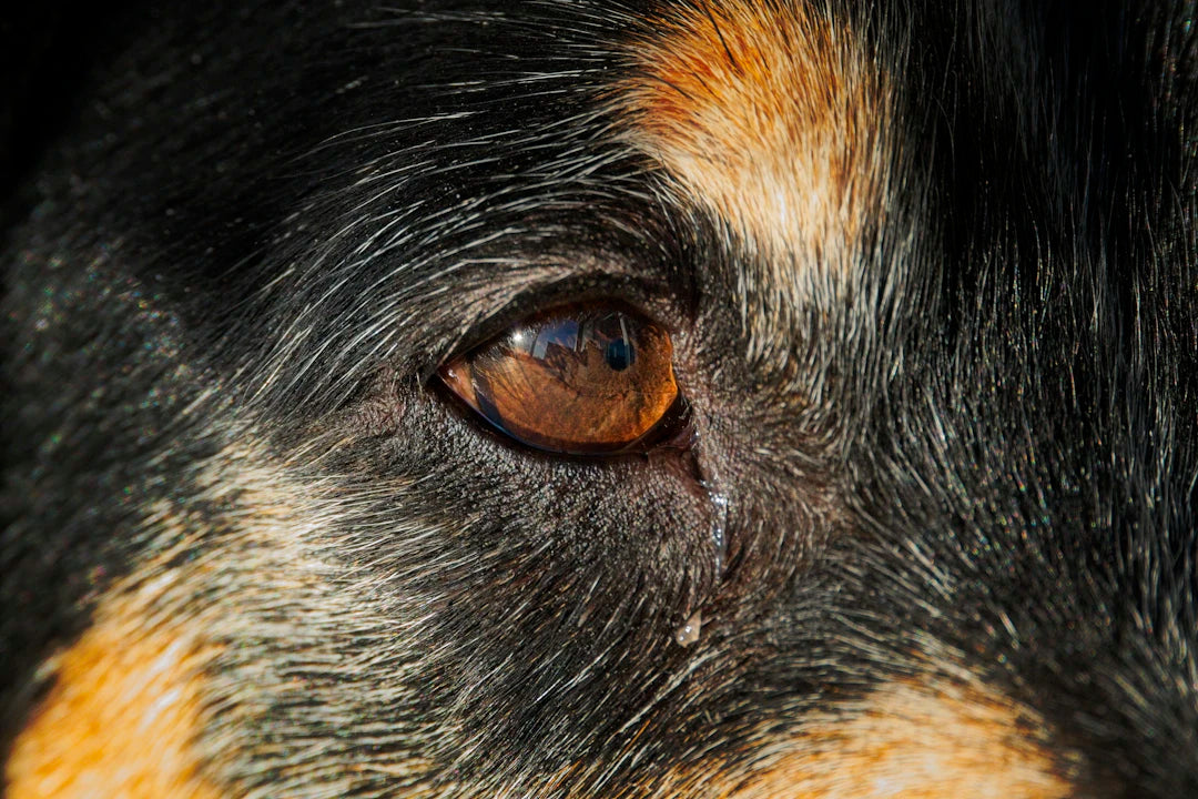 Understanding Your Dog's Senses Sight, Smell, and Hearing