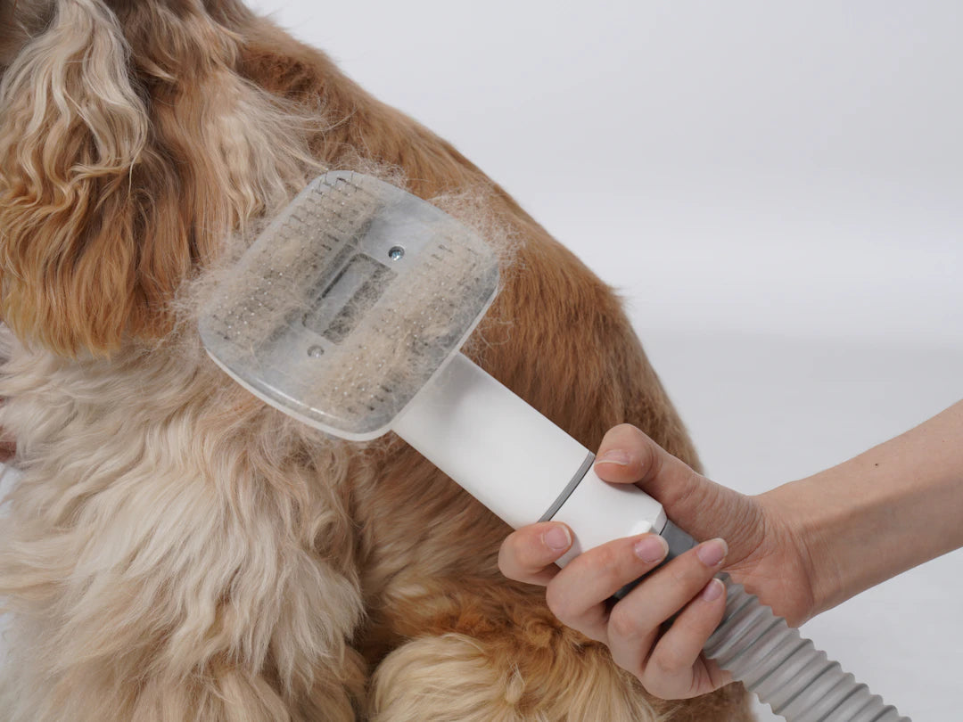 Mastering Dog Grooming Tips for Every Breed