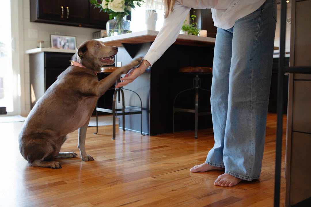 Decoding Your Dog's Body Language A Guide for Owners
