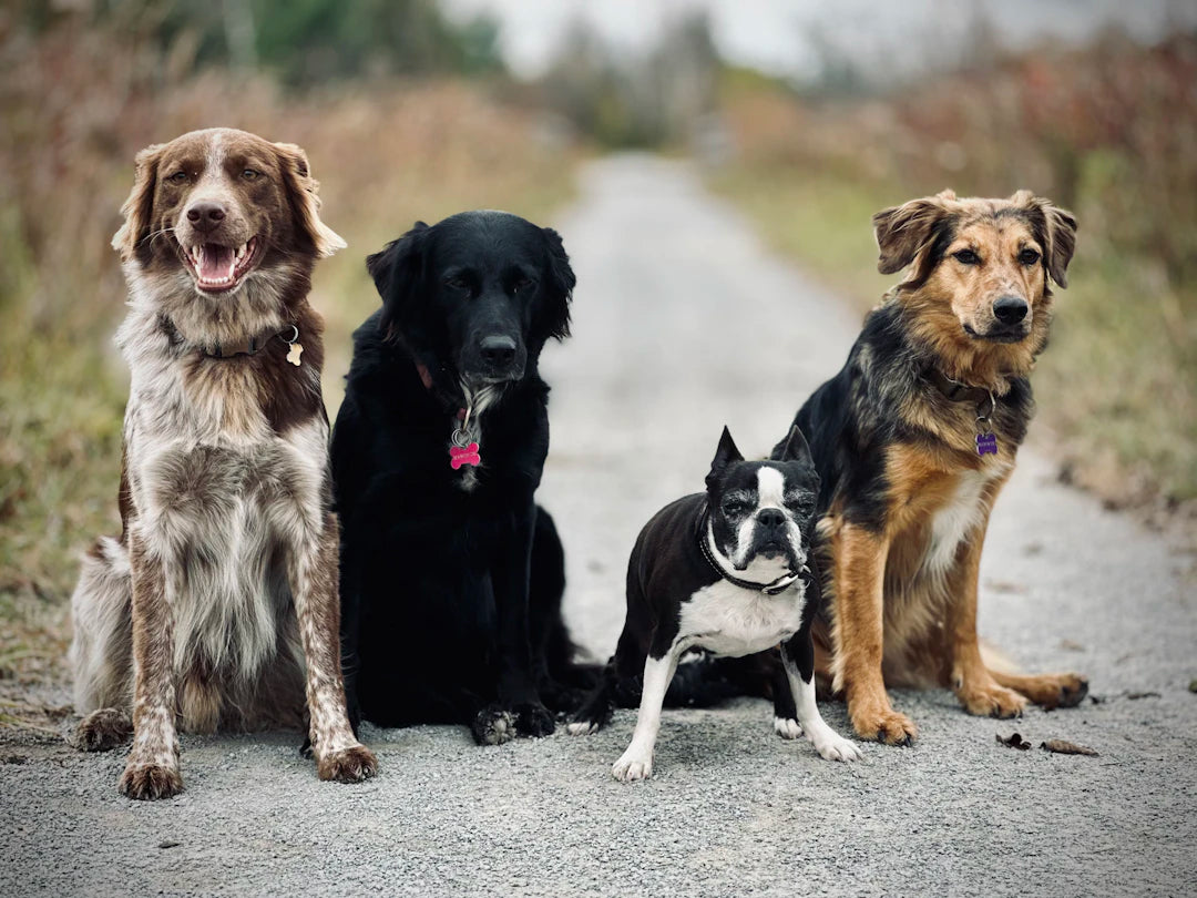 The Ultimate Guide to Dog Breeds Find Your Perfect Match