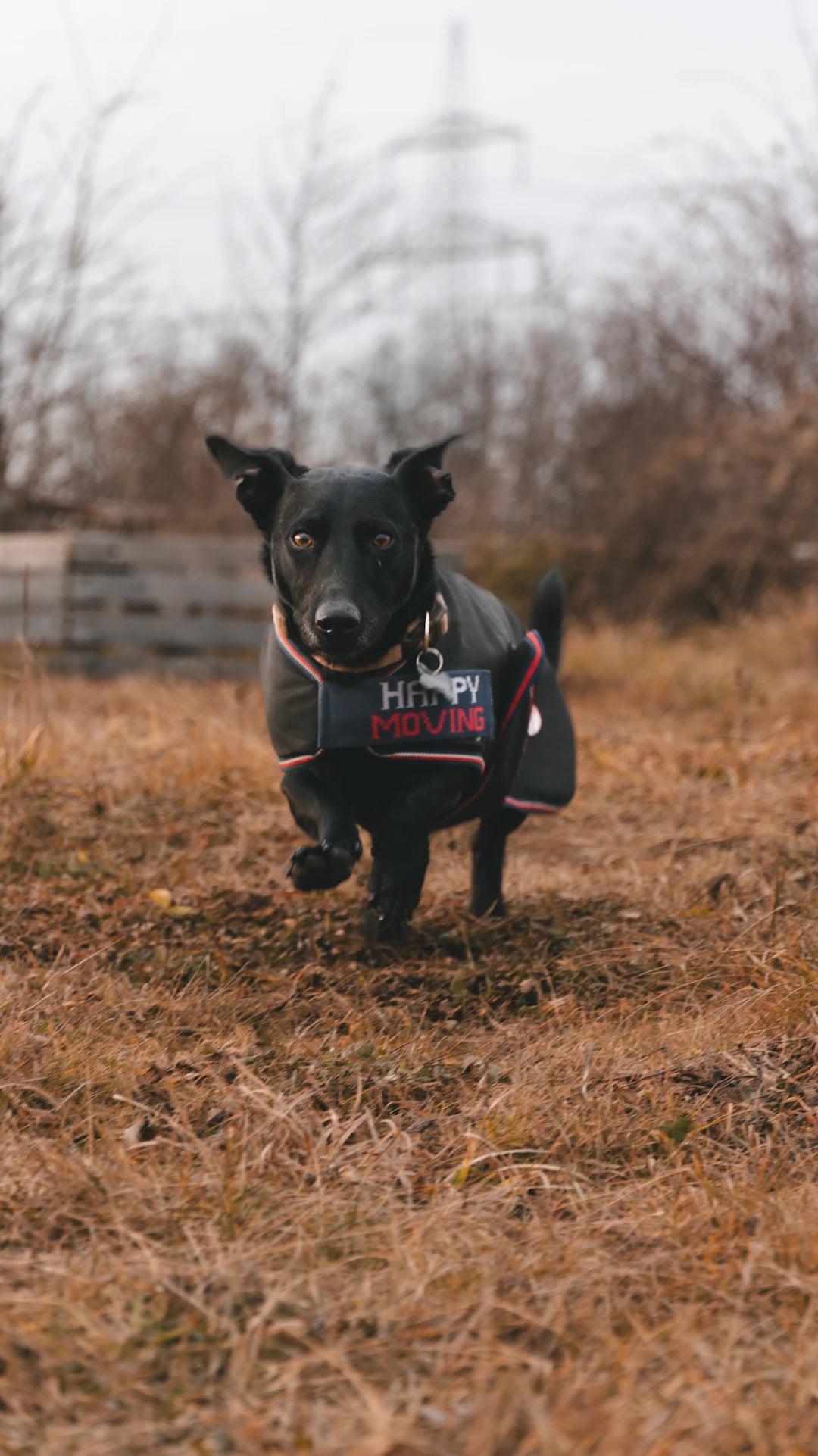 Seasonal Dog Care Tips for Optimal Dog Skin Health