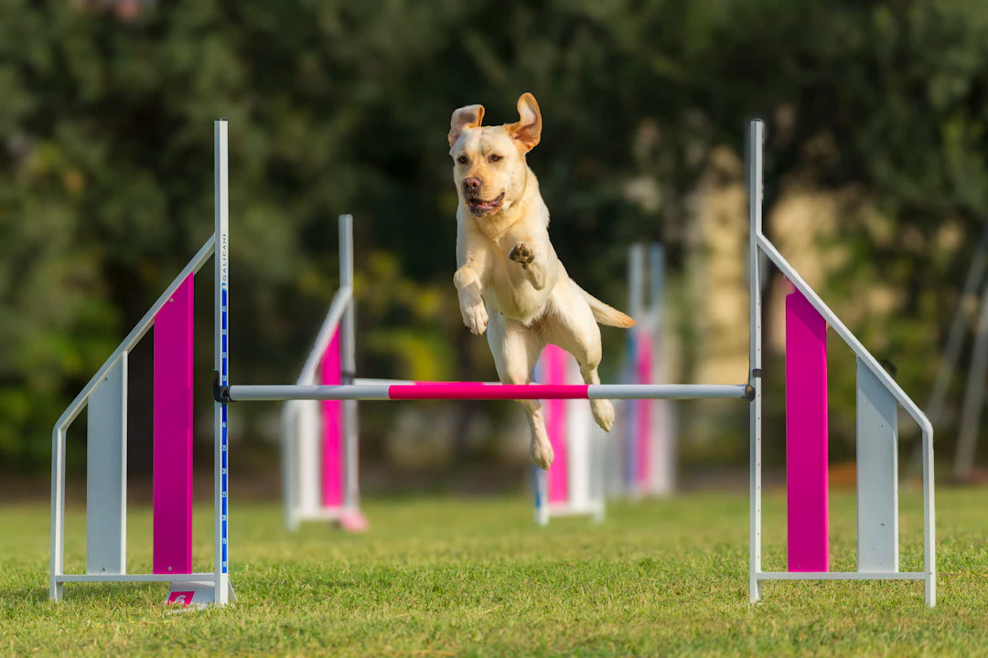 Essential Dog Training Techniques Every Owner Should Master