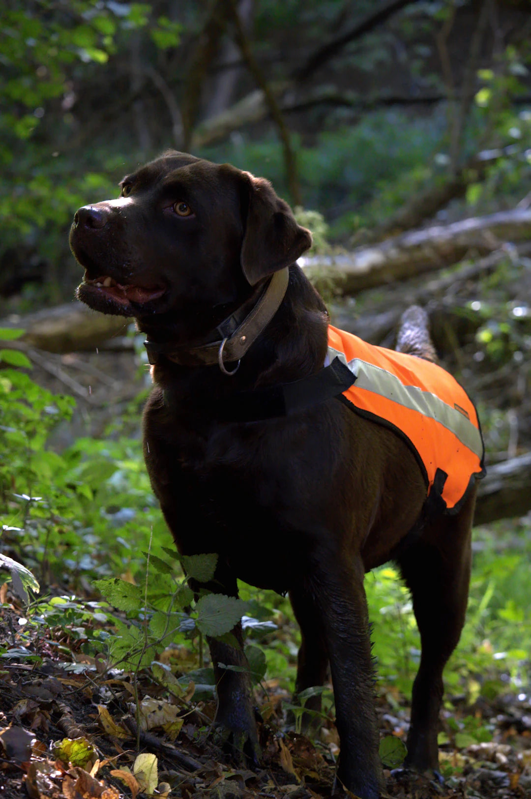 Essential Seasonal Safety Tips for Your Dog