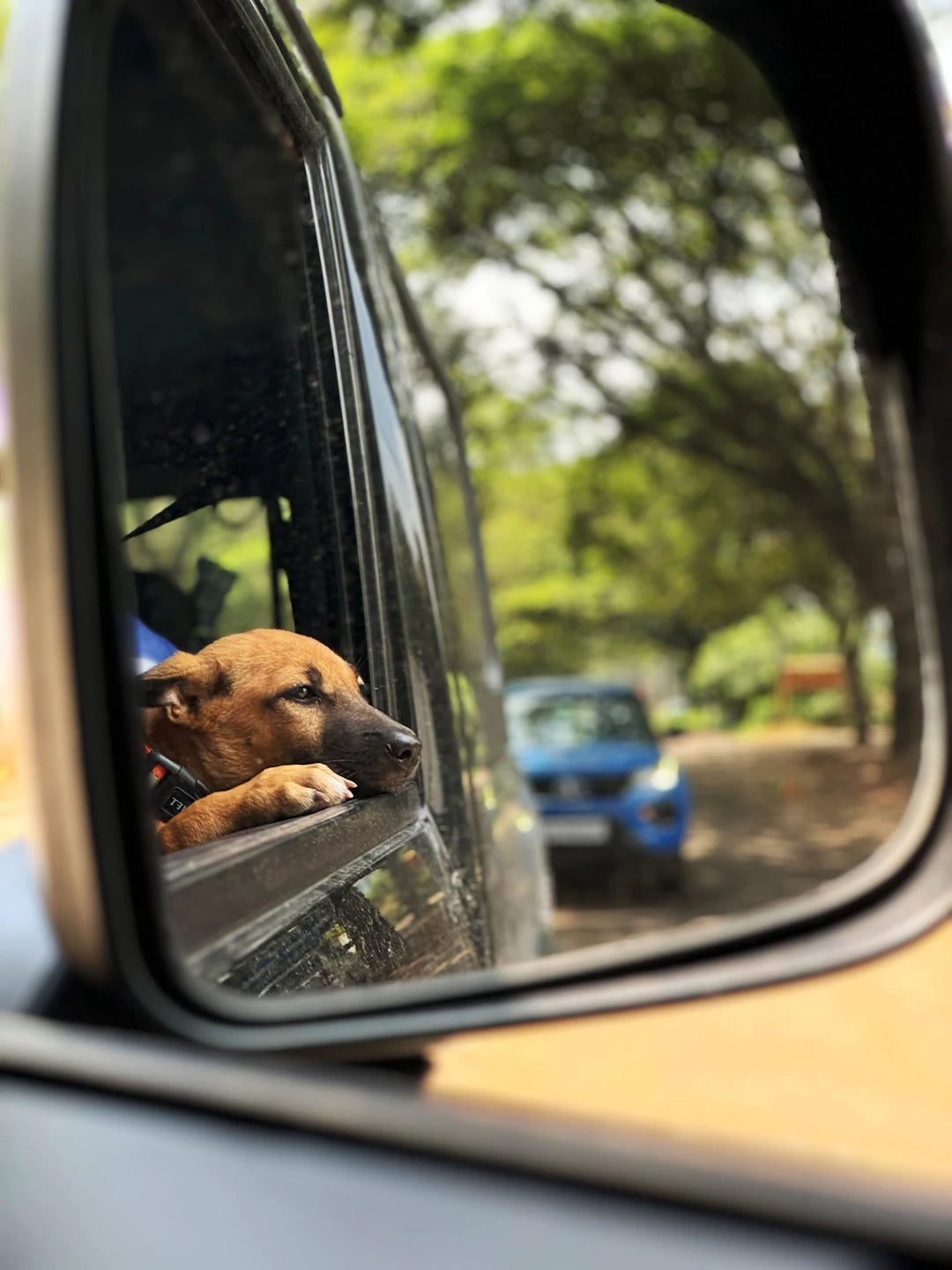 Traveling with Your Dog Safety Tips  Best Practices