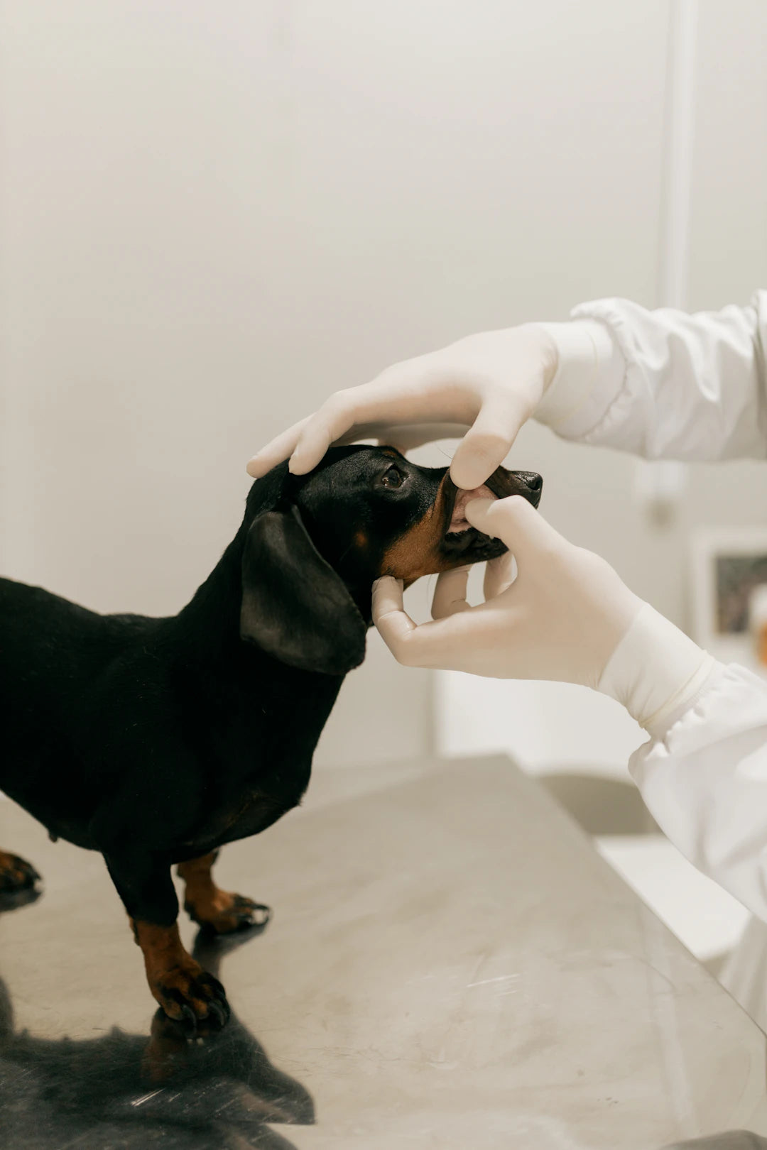 Essential Tips for Your Dog’s Dental Health