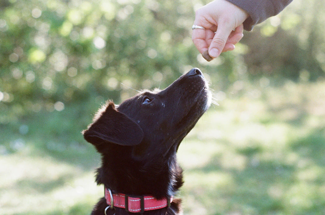 The Power of Positive Reinforcement in Training