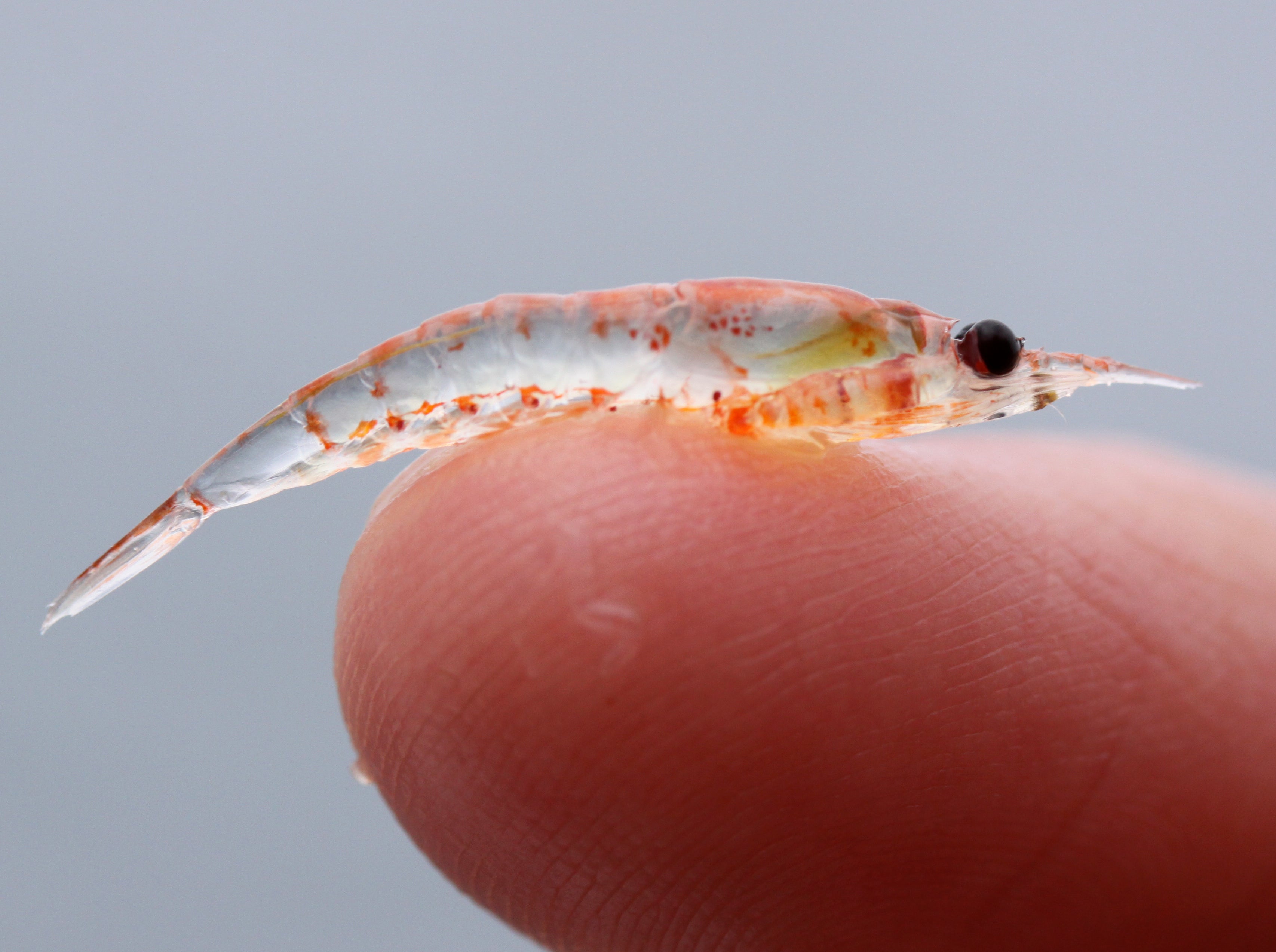 Antarctic krill